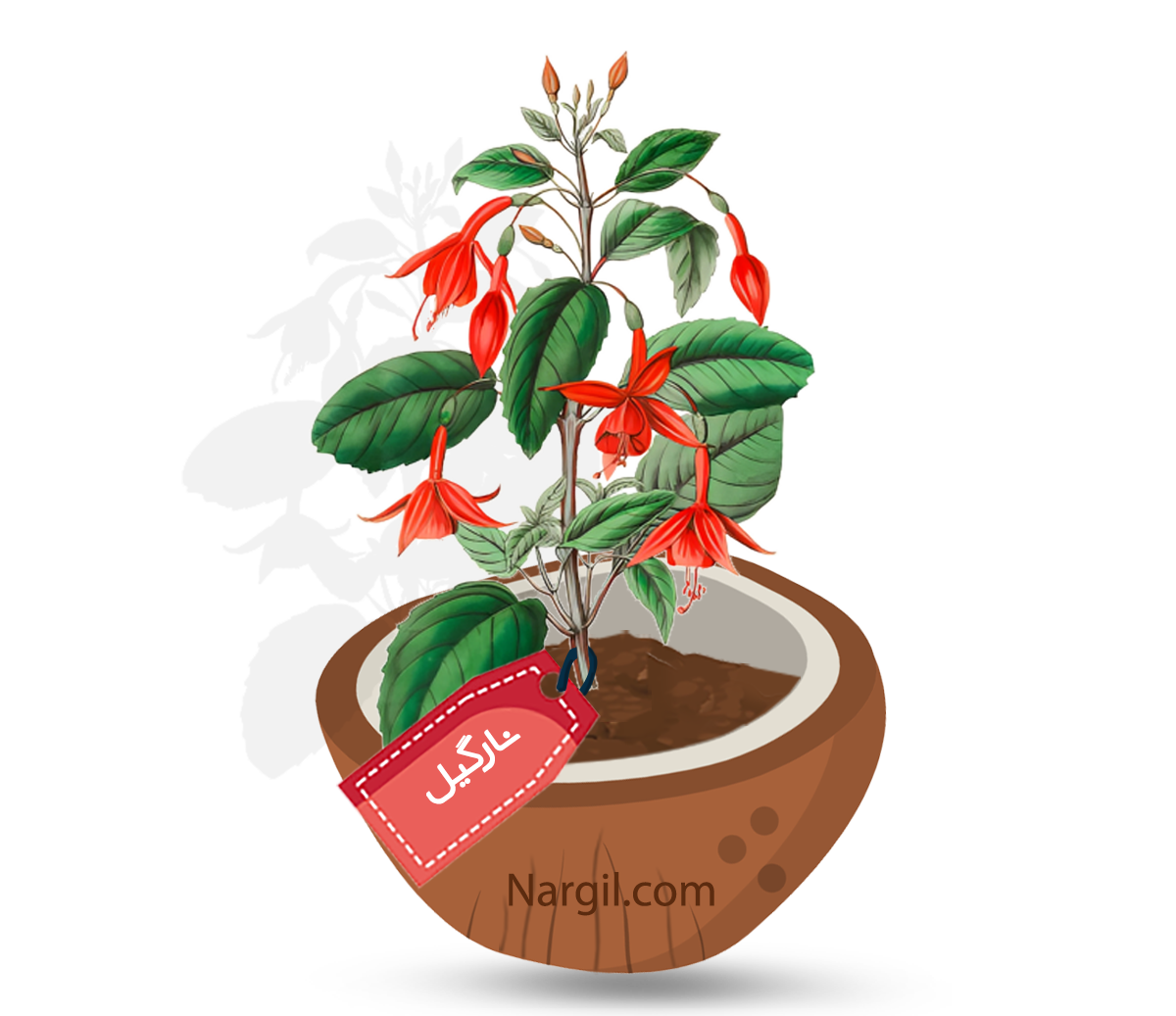  Nargil - Fuchsia hybirds